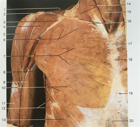 Superficial Layer And Ventral Aspect Muscles Of Shoulder And Arm 1