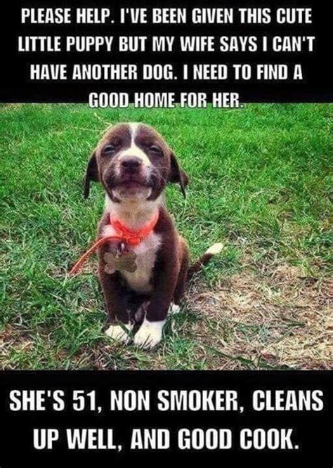 Pin By Beverly On Funny Stuff Dog Jokes Funny Dog Memes Cute Little