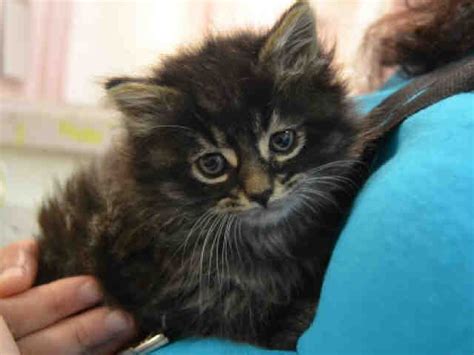 BROOKLYN - A1111736 | Cats, Brooklyn, Animals