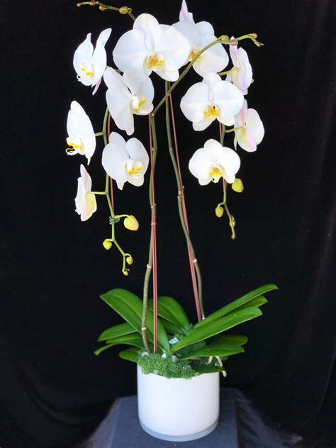 Double Stemmed Potted Orchid In Las Vegas Nv Miss Daisy