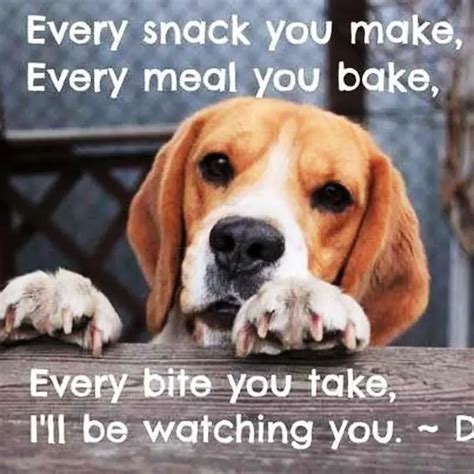 The 70 Funniest Dog Memes Of All Time The Paws
