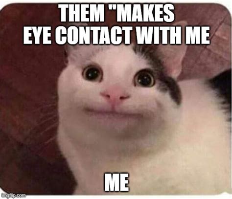 Polite Cat Memes And S Imgflip