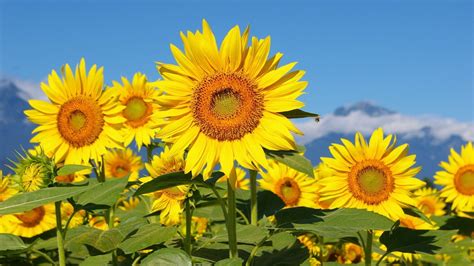 Looking for the best wallpapers? Sunflower Desktop Wallpapers Free - Wallpaper Cave
