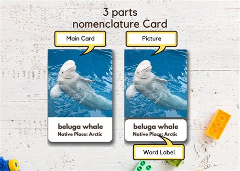 Antarctica And Arctic Animals Flashcards Real Pictures Etsy