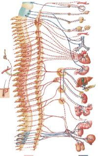 Circulatory system GIFs - Get the best gif on GIFER