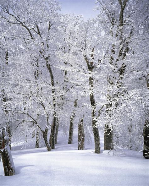 Trees Covered With Snow · Free Stock Photo