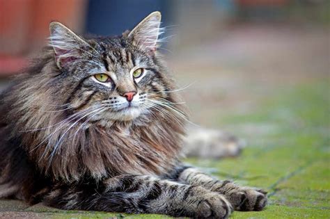 Norwegian Forest Cat Breed Information And Characteristics