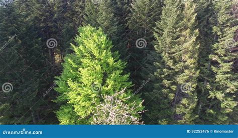 Wind Shakes The Branches High Spruces Aerial View Stock Footage