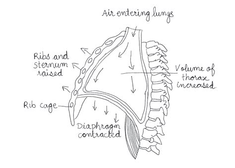 Breathing System How Respiration Oxygen And Co2 Gcse