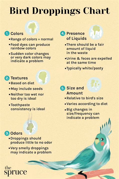 Bird Poop Chart How To Monitor Your Birds Droppings
