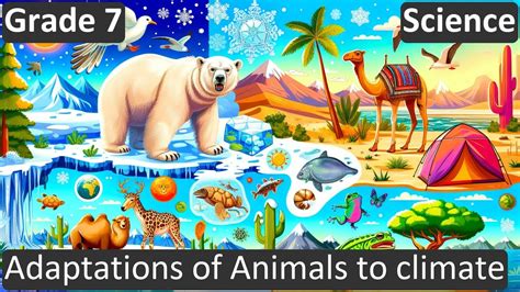 Adaptations Of Animals To Climate Class 7 Science Cbse Icse