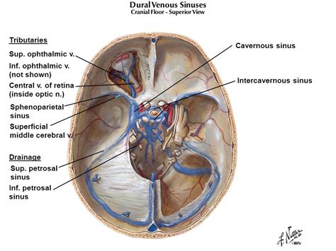 Visual Anatomy 視覚解剖学