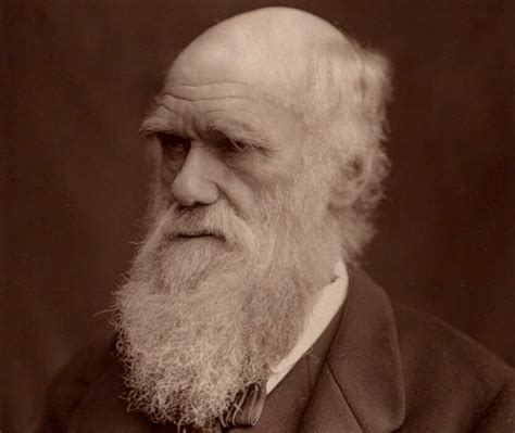 Evolucionismo Teoría Darwiniana Y Su Desarrollo Definiciones Y Conceptos