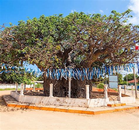 Epic Sri Lanka Holidays Baobab Trees Of Mannar Sri Lanka
