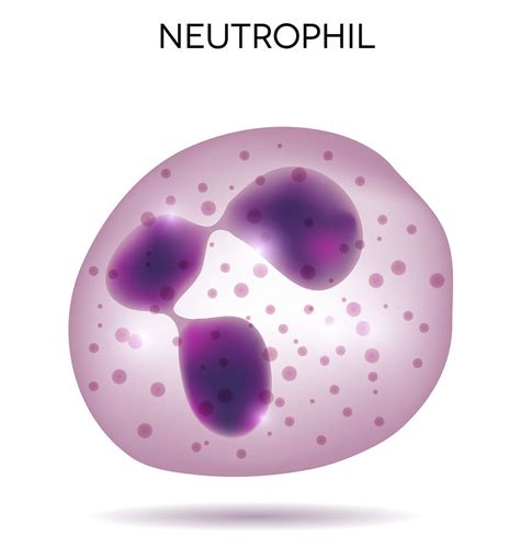 Image Result For Neutrophils