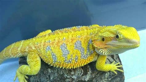 What Colors Are Bearded Dragons Alexandra Lakeland