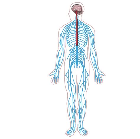 The central nervous system (the brain and spinal cord) and the peripheral nervous system (the nerves that. Nervous System