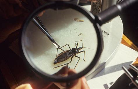 ‘kissing Bugs That May Carry Deadly Parasite Found In The South