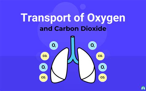 Process Of Oxygen And Carbon Dioxide Transport Within The Respiratory
