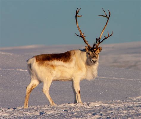 Arctic Tundra Landscape Animals