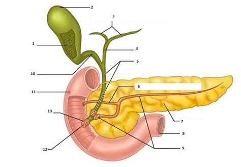 Oesophagus, gallbladder, liver, and pancreas. Chapter 22- Digestive System - Biology 2320 with Anderson ...