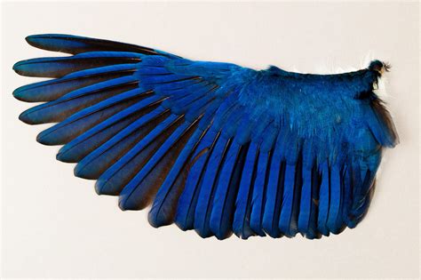 Behind The Scenes Of The Worlds Largest Bird Wing Collection Bird