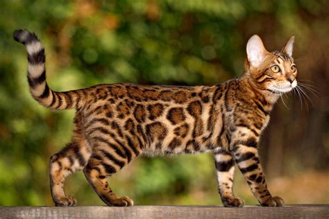Bengal Cat Breed Information And Characteristics