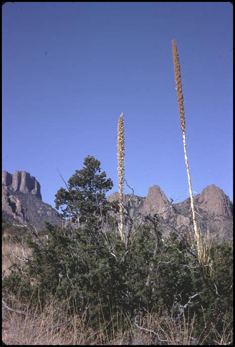 Represents cacti in general (and the fruits in particular) are still staple foods for some residents of mexico and latin america and the prickly pear cactus is raised commercially. Sotol Cactus - The Portal to Texas History