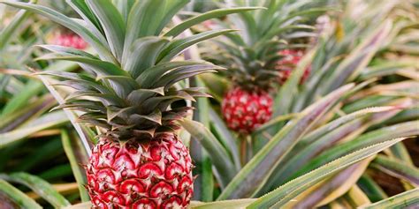 17 Mind Boggling Facts About Pineapples Huffpost