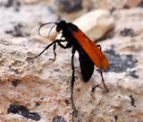 Orange Wasp With Black Wings