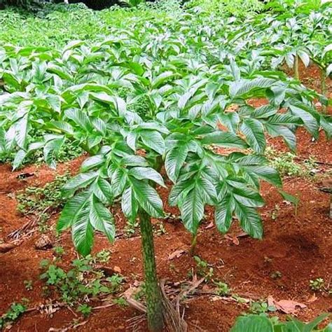 Cara Mudah Budidaya Porang, Tanaman Bernilai Ekonomi yang Menjanjikan