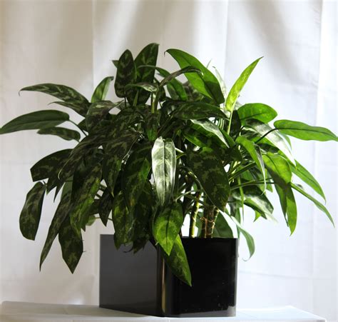 If you want your plant to grow faster, you can prune off the flowers when it blooms so the plant can channel that energy into leaf and stem growth. Chinese evergreen house plant, this is an aglaonema ...