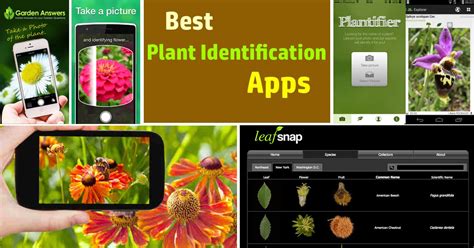 Best Plant Identification Apps Balcony Garden Web