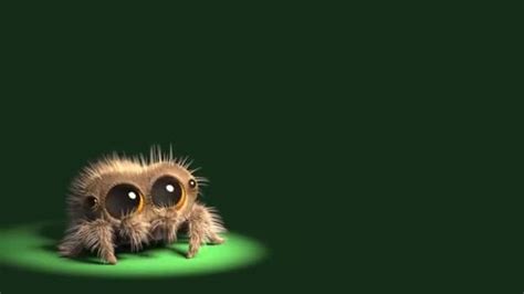 If you're afraid of spiders, fear not, because lucas is here to get rid of the stigma that surrounds spiders. Lucas the Spider Encore | Lucas the spider, Jumping spider ...