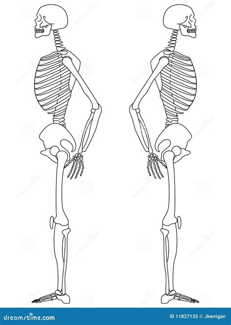 Skeleton Side View Stock Vector Illustration Of Bones 11827135