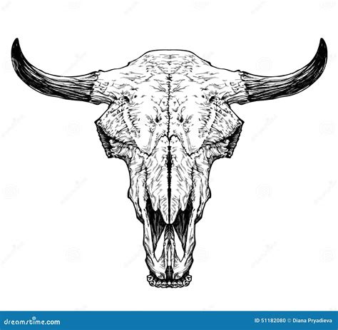 Bull Auroch Skull With Horns On White Background Stock Vector