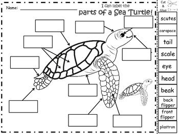 A Sea Turtle Labels By Regina Davis Teachers Pay Teachers