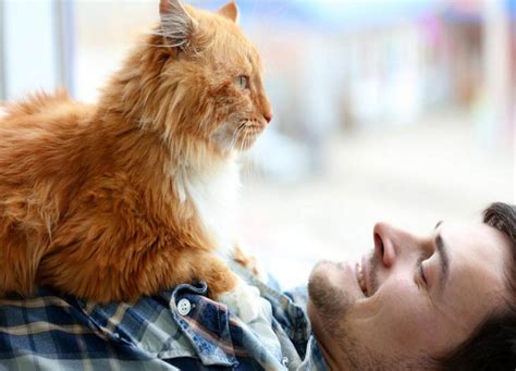 Idade Gato X Humano