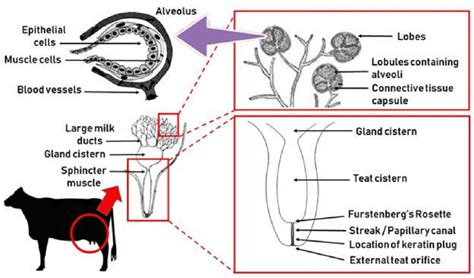Anatomy Of Mammary Gland Of Cow All About Cow Photos