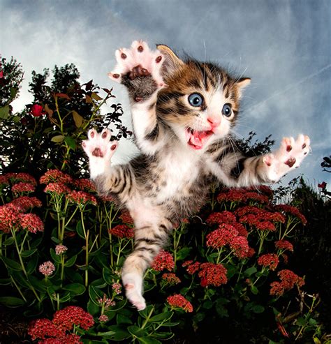 Enjoy These Playful Photos Of Kittens Jumping At The Camera In Full