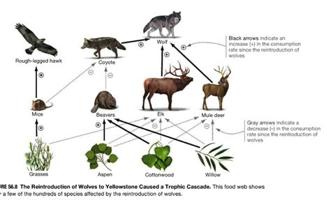 Trophic Cascade | Food web, Charismatic megafauna, Ecosystems
