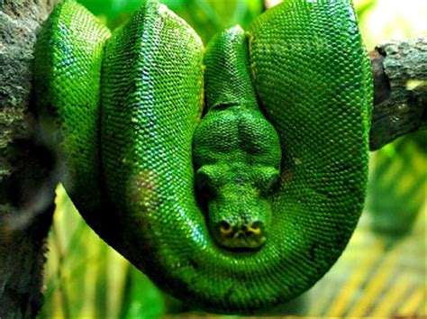Das gift der meisten arten zählt zu den stärksten bekannten schlangengiften, aipysurus duboisii gilt als giftigste art der seeschlangen. Schlangenarten: Übersicht über Schlangen weltweit ...