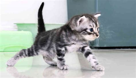 american shorthair cat cat breeds information full  cats