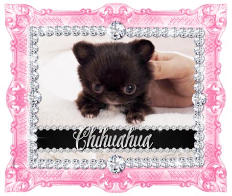 We specialize in teacups and miniatures of many different breeds! Chihuahua | Teacup puppies, Teacup puppies for sale, Micro teacup puppies