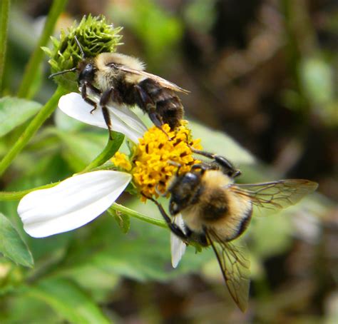 The Bumble Bee One Of Floridas Vital Pollinators Panhandle Agriculture
