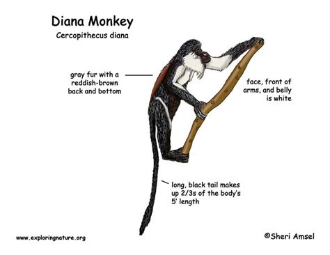 Monkey Diana