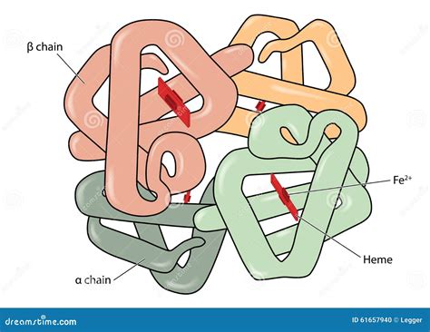 Hemoglobin Vector Illustration 23464646