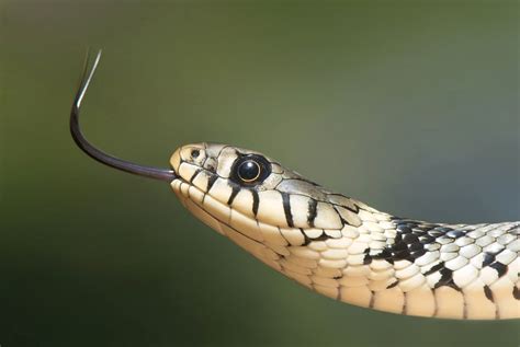 Free Picture Tongue Macro Reptile Snake Animal