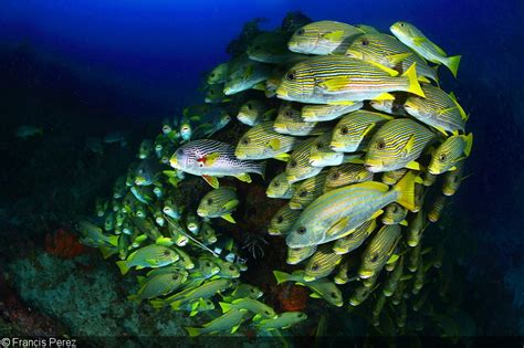 They use these senses to perceive the location of other fish around them. Photographing Schooling Fish