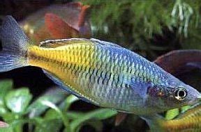 Visited the local petsmart and purchased two bosmani rainbow fish and two bolivian rams. The Care, Feeding and Breeding of Boesemani Rainbows ...
